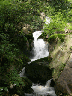 [nature+38.gif]