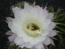 Jardin del Captus. Cesar Manrique