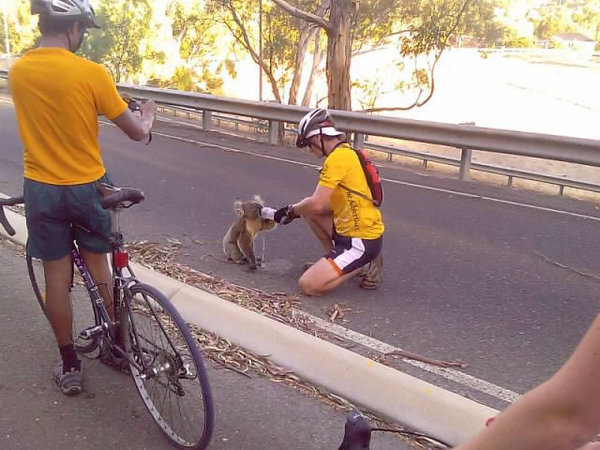 koala et cyclistes