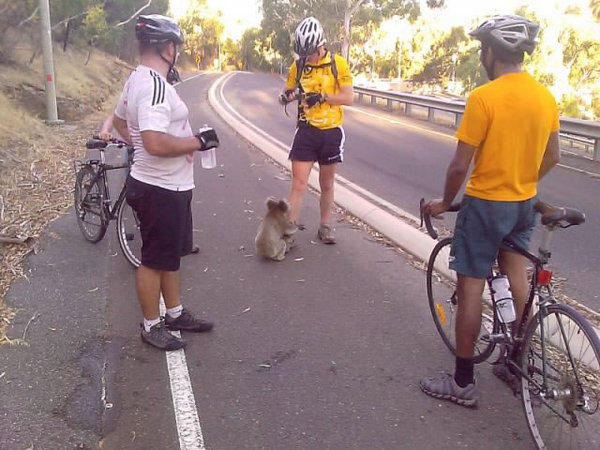 koala et cyclistes