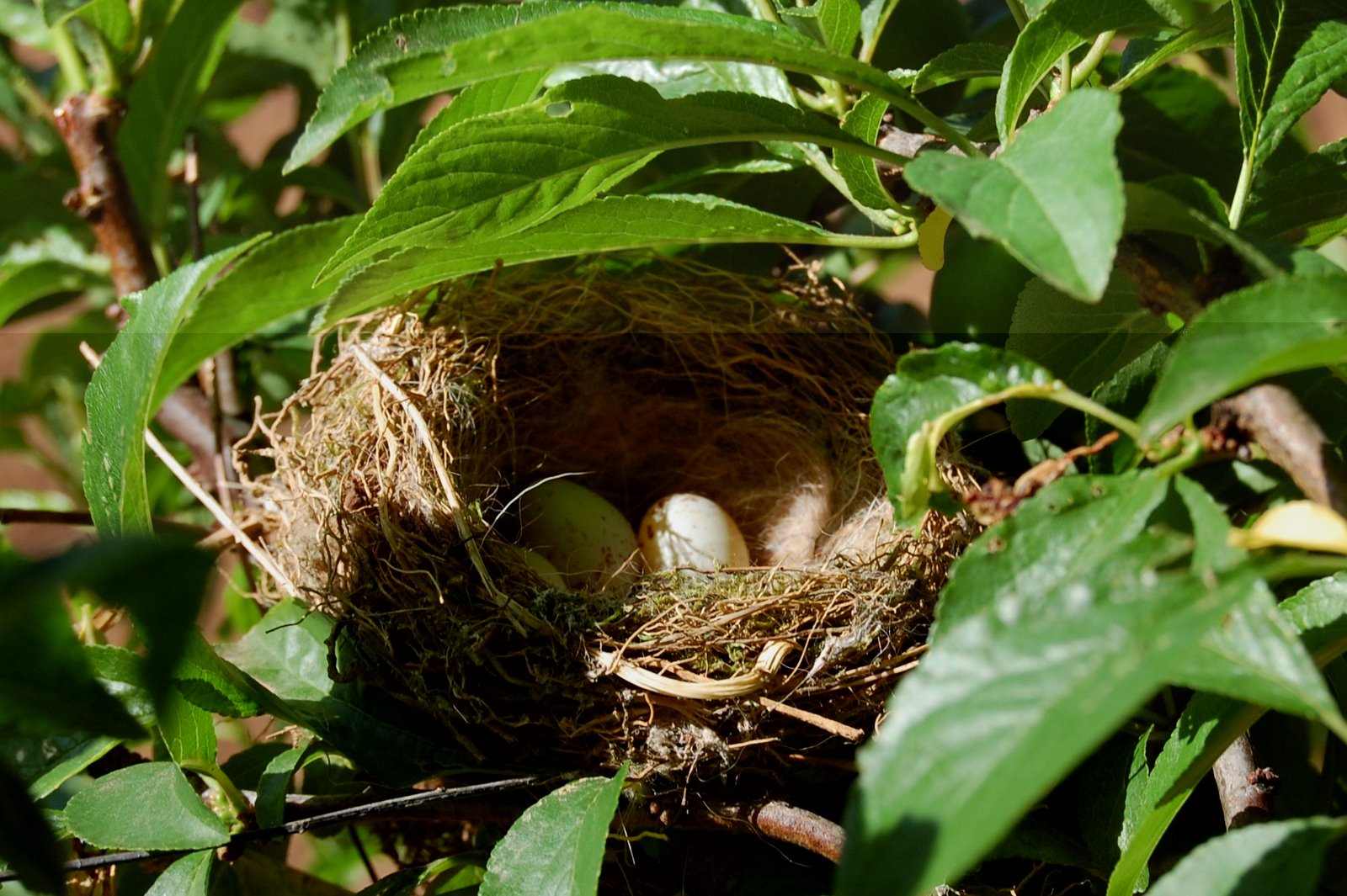 [Ninho+de+tentilhão.JPG]