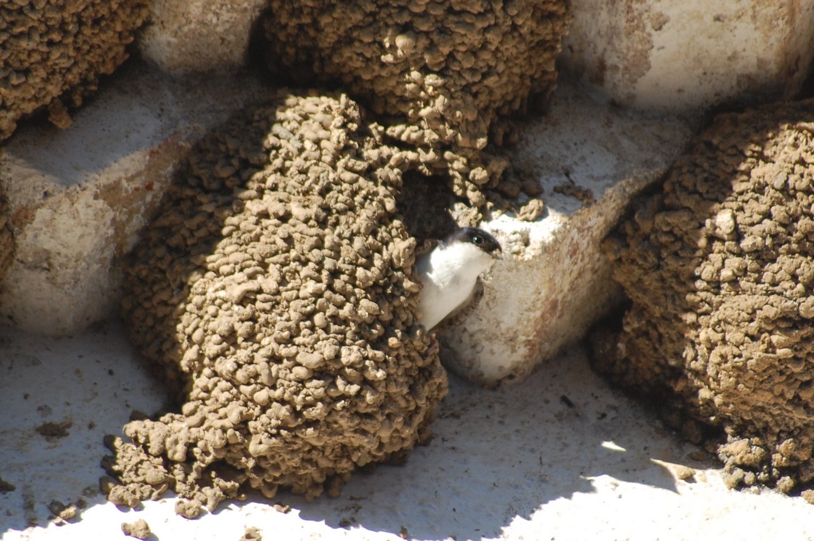 [Andorinha-dos-beirais+(Delichon+urbicum+L+(49).JPG]