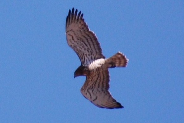 [Águia-cobreira.JPG]