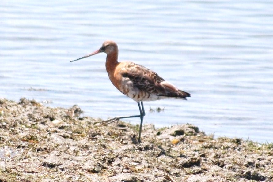 [Maçarico-de-bico-direito+(Limosa+limosa+L+(11).JPG]