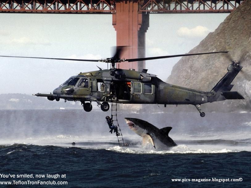 [funny+pics+-+Shark+vs+Navy+Seals.jpg]
