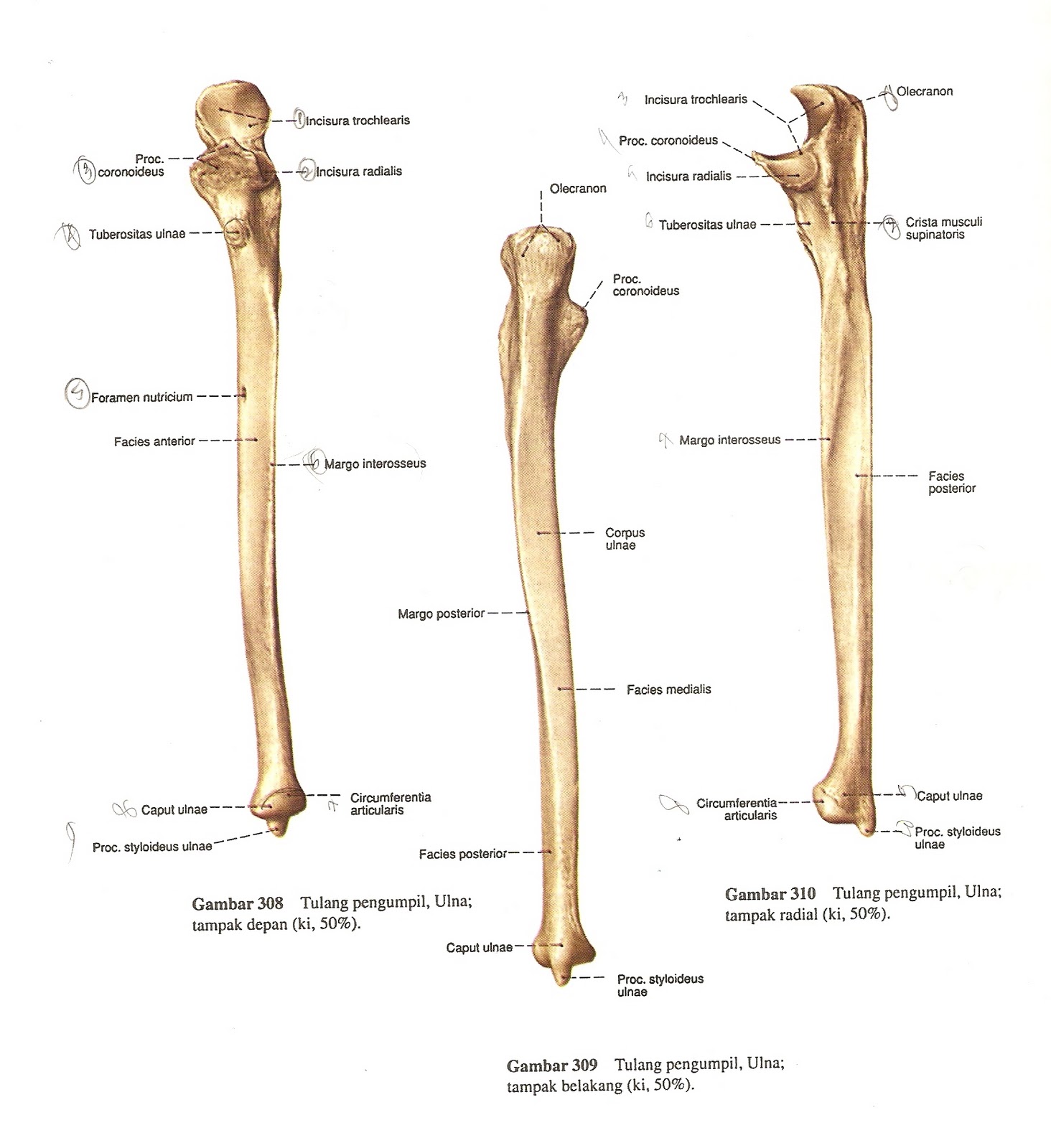 Гребень латынь. Анатомия локтевой кости кости. Гребень супинатора локтевой кости на латыни. Локтевая кость анатомия без подписей. Локтевая кость человека строение.
