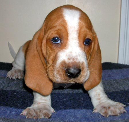 learn how to train your basset hound better with this free mini course