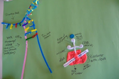 Dna Model Using Pipes little scientist