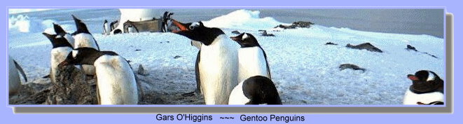 Gentoo penguins