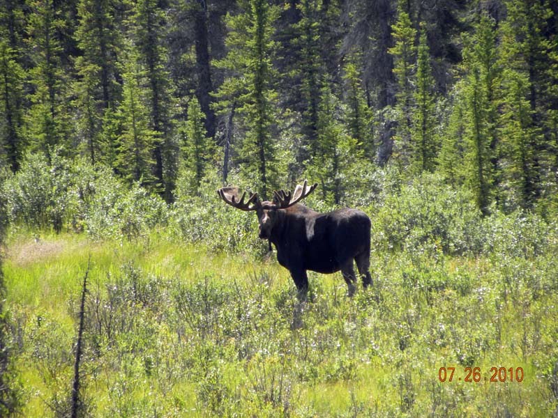 Alaska 2010 Day 48 Tok, Alaska to Destruction Bay, Yukon Territory