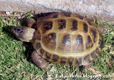 لاک پشت مهمیزدار - Spur-Thighed Tortoise ( Testudo graeca )