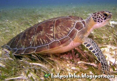 [Olive-Ridly-Sea-Turtle(Lepidochelys-olivacea).jpg]