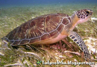 لاک پشت زیتونی ریدلی - Olive Ridly Sea Turtle ( Lepidochelys olivacea )