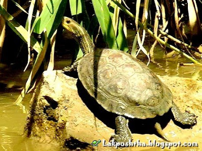 لاک پشت برکه ای خزریلاک پشت برکه ای خزری - Caspian Pond Turtle ( Mauremys caspica )