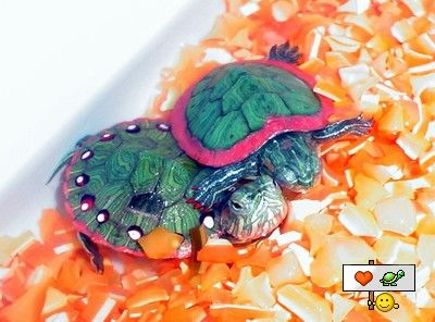 [Paint-Turtles-Shell.JPG]