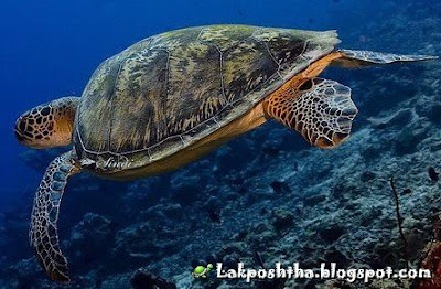 لاک پشت سبز - Green Sea Turtle ( Chelonia mydas )