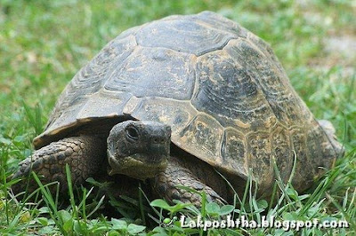 لاک پشت آسیایی یا روسی - Russian Turtle ( Testudo horsfieldii )