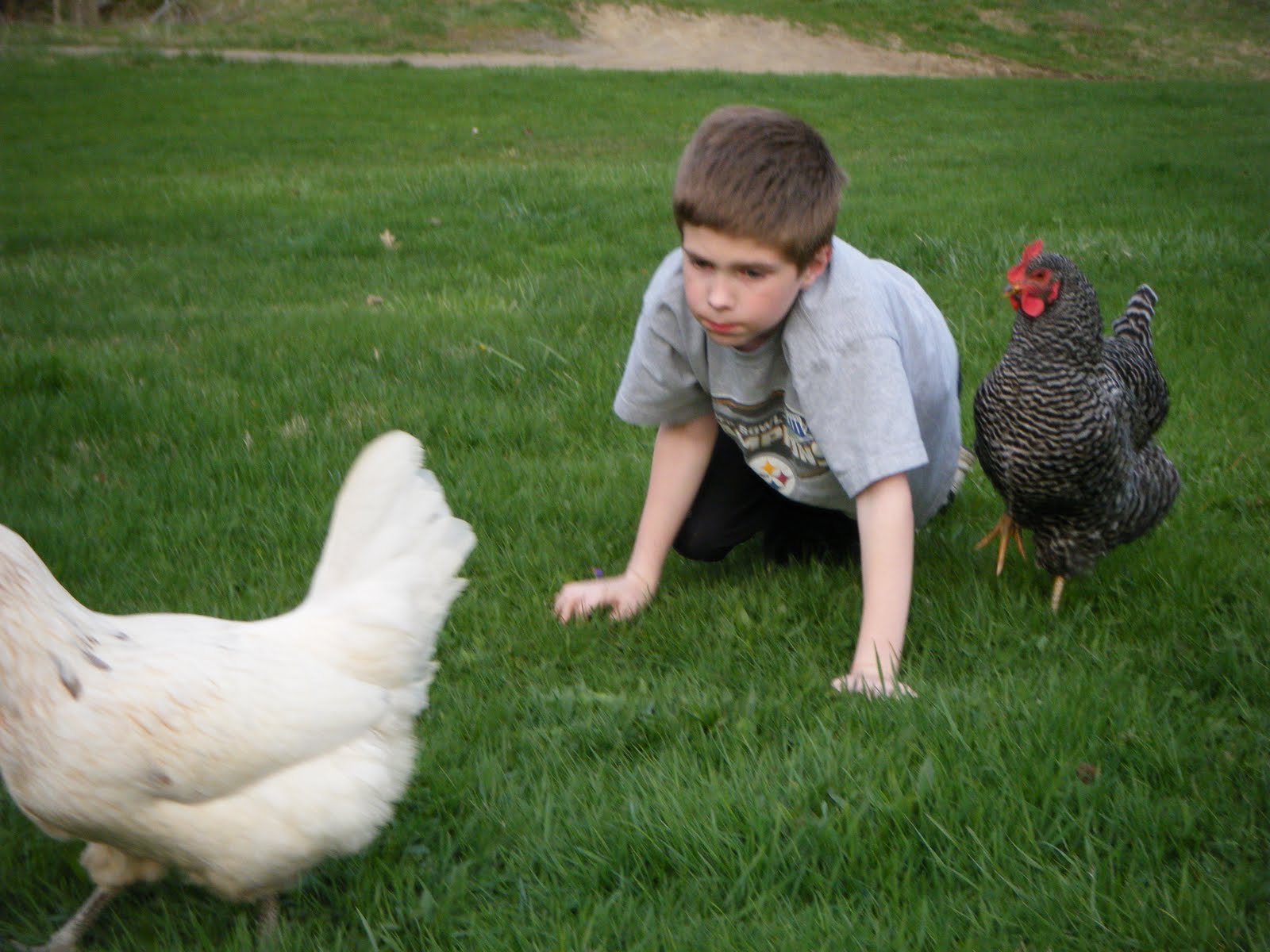 What About Pie Lost Chickens