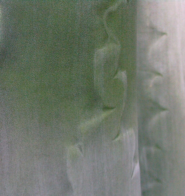 AGAVE LEAVES DETAIL