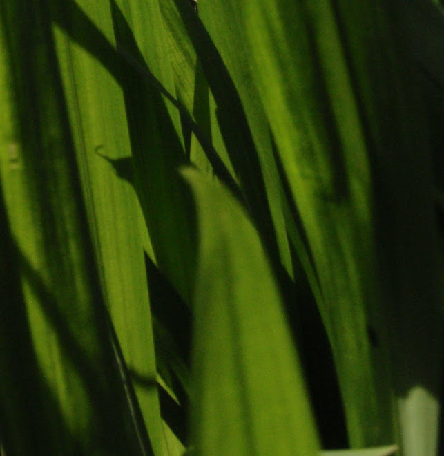CROCOSMIA SHADOWS