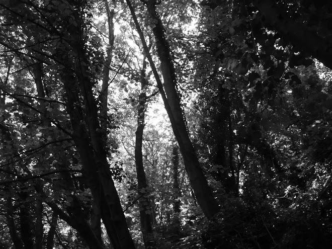 WOOD IN BLACK AND WHITE