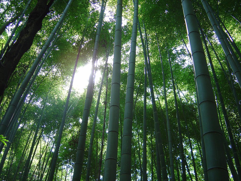 [bambu1.jpg]