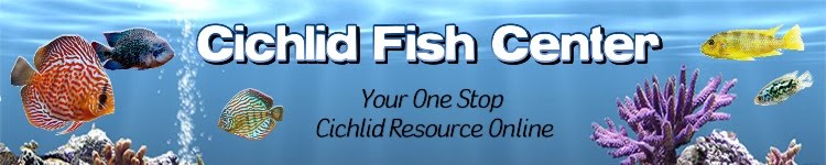Cichlid Fish center