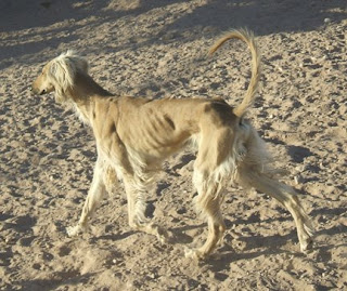 SMTrottingJekyll010209.jpg