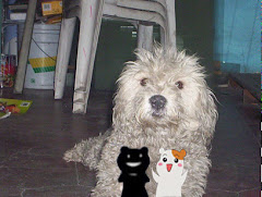 MI PERRITO EN LA ACTUALIDAD BENJI