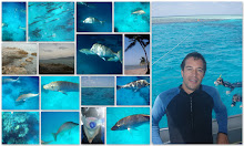 Great Barrier Reef, Australie