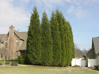 What Grows There Planting Leyland Cypress May Be A Mistake If You Live In Usda Plant Zone 6 B 7 Planting Leyland Cypress X Cupressocyparis Leylandii Could Eventually Turn Into A Maintenance Diseaster Your