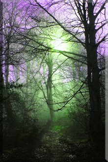 Juego de Colores con la Niebla en el Bosque de Ballo