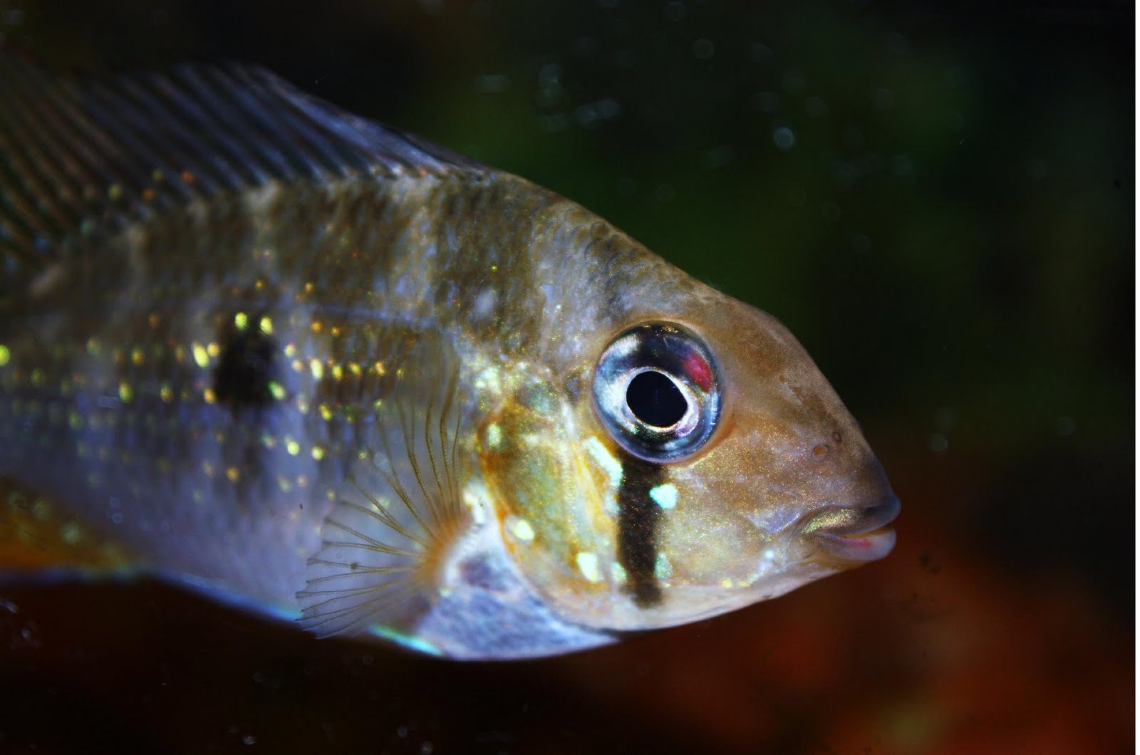 AquaticDawn Threadfin Acara, Acarichthys heckelii