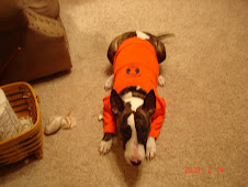 Tucker Dog Extraordinar