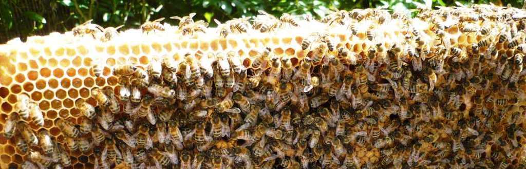 Brunny Bees