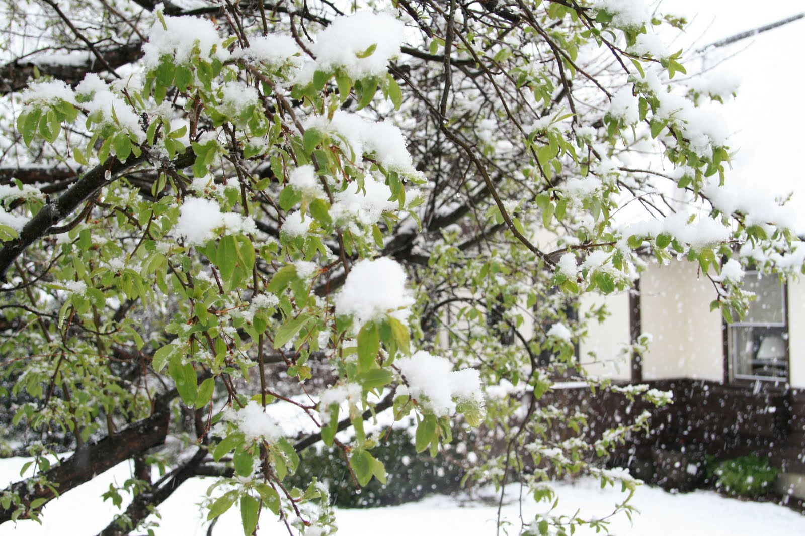 Kwiecień Plecień Bo Przeplata Trochę Zimy Trochę Lata Po Angielsku Chleb i Miód: Kwiecień plecień, bo przeplata trochę zimy, trochę lata