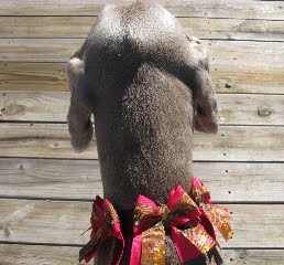 Pet and People Wear by Zamora