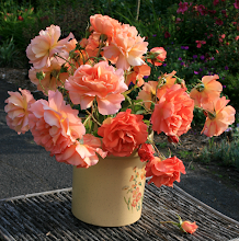 Disease resistant, fragrant 'Westerland' roses