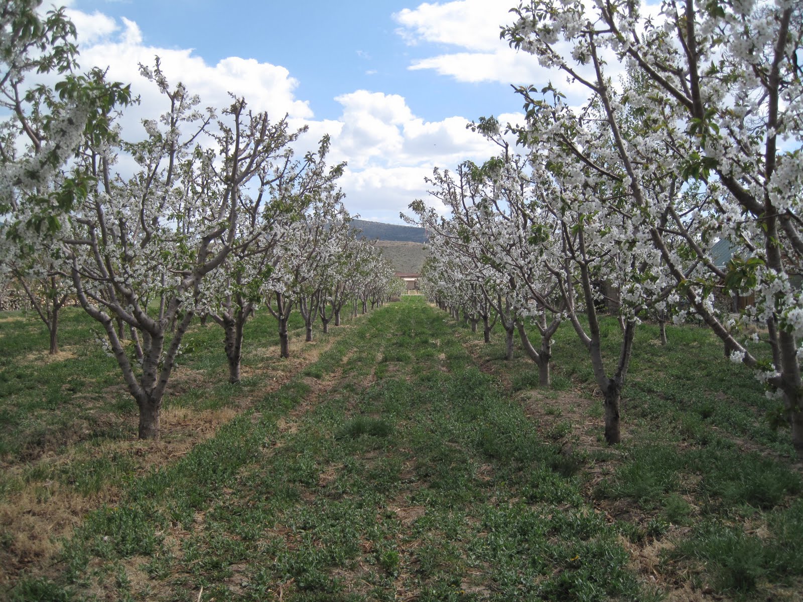 bigblueglobe Fruit Blossoms