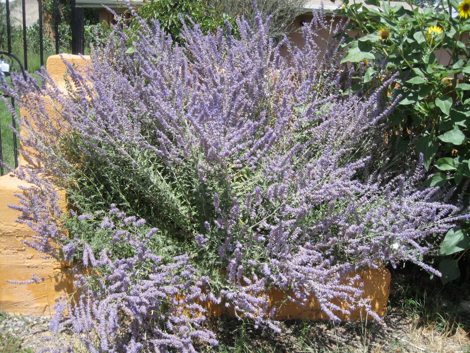 bigblueglobe Purple Sage