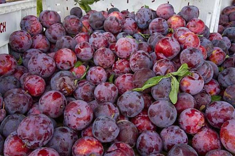 Santa Rosa Plum. Premium plums tg