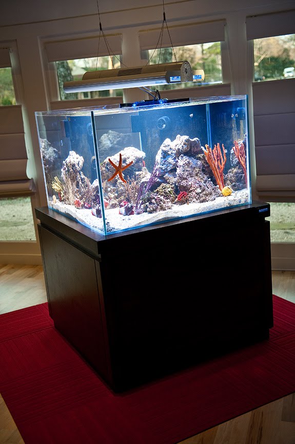 Stunning Compact Aquariums For Scientific Reefs image