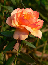 Ocracoke Rose