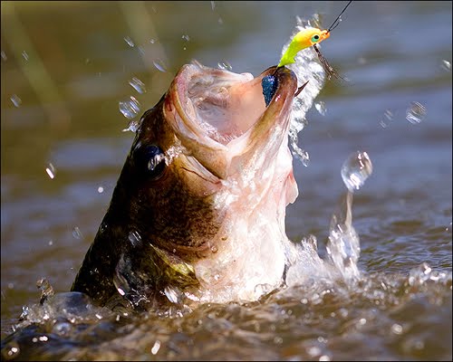 [black_bass.jpg]