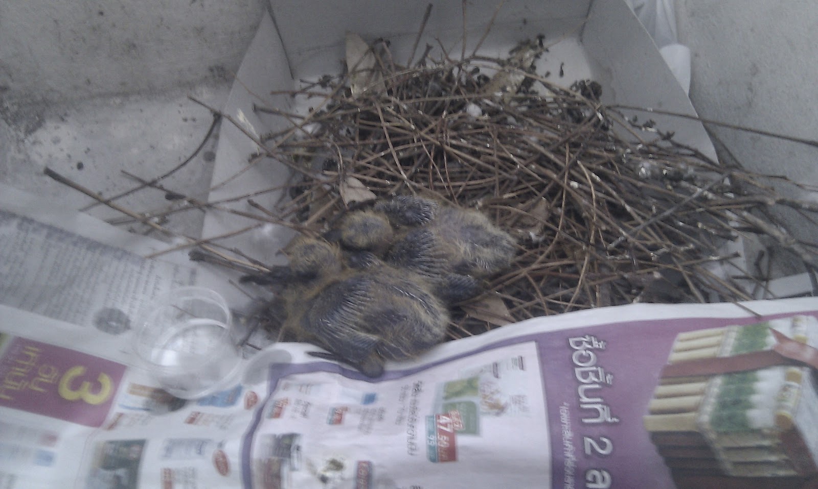 INITIALIZE IDEAs - SEARCH MONOPOLY PROJECT | sirwilliams: Little Birds \u0e01\u0e32\u0e23\u0e40\u0e25\u0e35\u0e49\u0e22\u0e07 \u0e25\u0e39\u0e01\u0e19\u0e01\u0e1e\u0e34\u0e23\u0e32\u0e1a ...