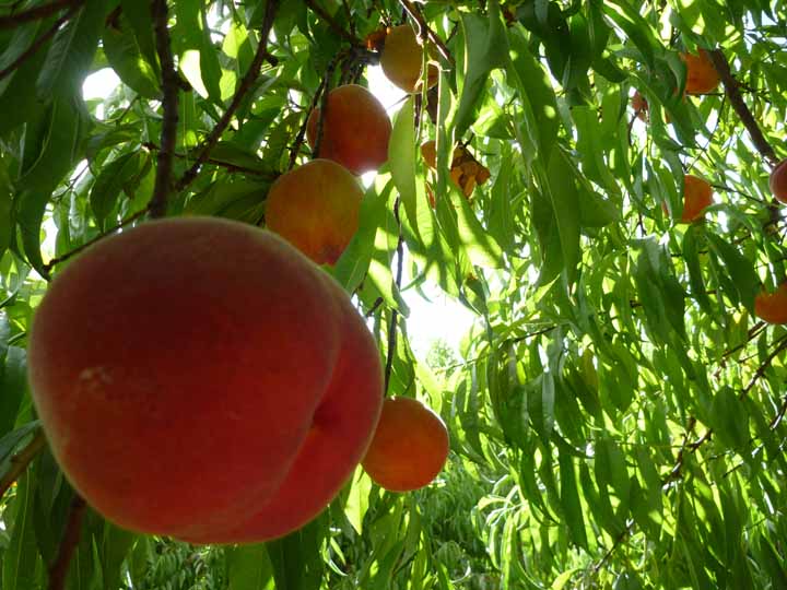 Little House in Oregon Millions of Peaches.