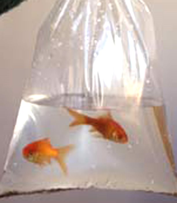 [goldfish+in+bag+-+www.ShopCurious.com.jpg]