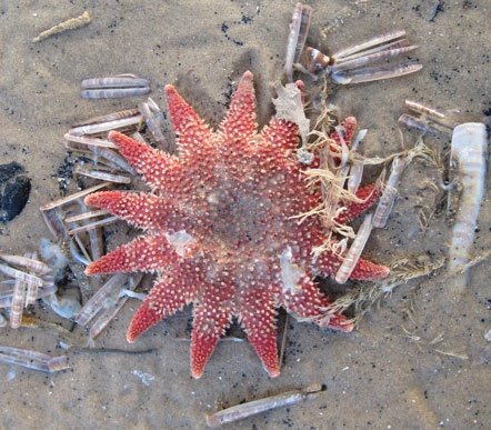 [Starfish+and+razor+clam+shells.jpg]