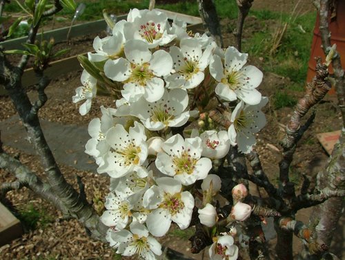 [Pear+blossom+April+09.jpg]
