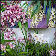 Cymbidium orchids